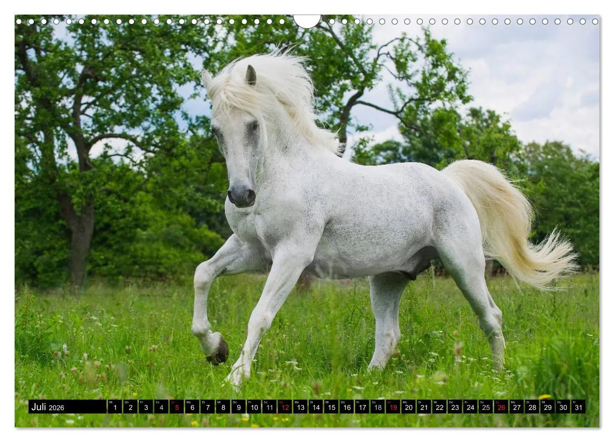 Bild: 9783516030884 | Traumpferd Lipizzaner (Wandkalender 2026 DIN A3 quer), CALVENDO...