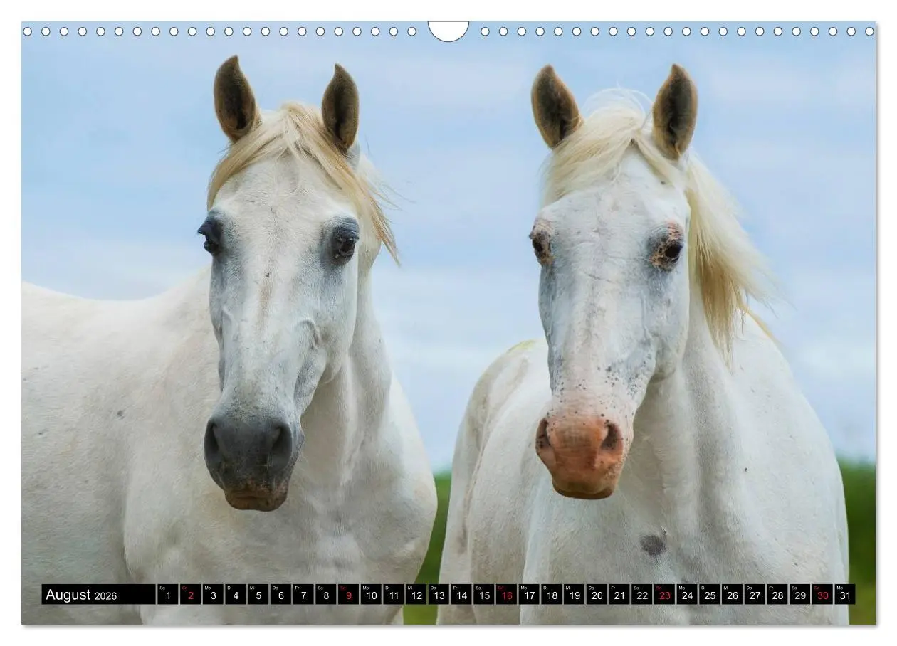 Bild: 9783516030884 | Traumpferd Lipizzaner (Wandkalender 2026 DIN A3 quer), CALVENDO...
