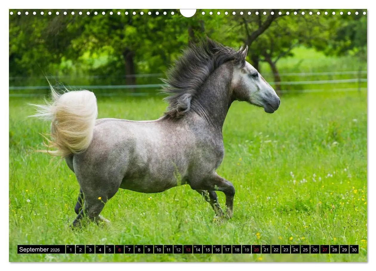 Bild: 9783516030884 | Traumpferd Lipizzaner (Wandkalender 2026 DIN A3 quer), CALVENDO...