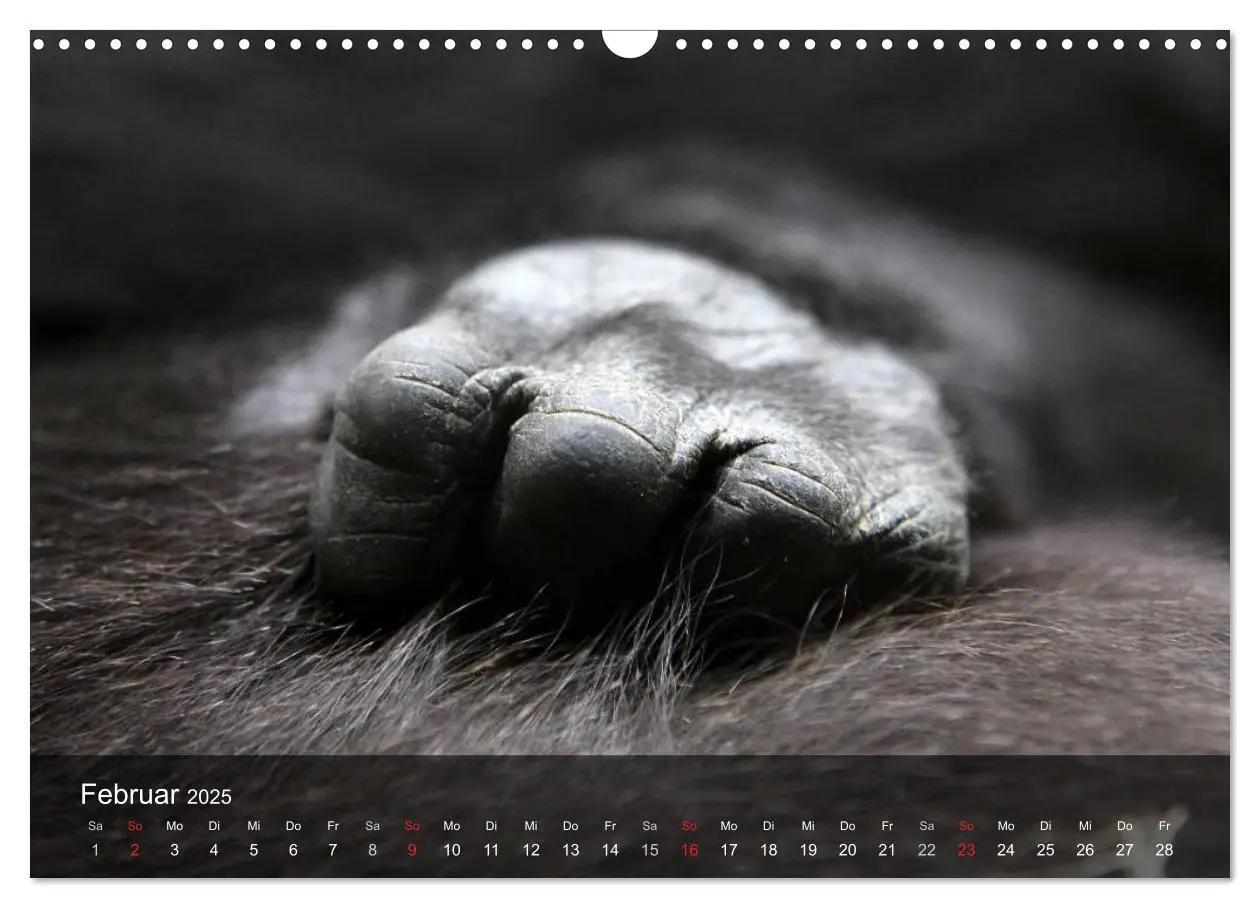 Bild: 9783435600984 | Gorillas. Friedliebende Kraftpakete (Wandkalender 2025 DIN A3...