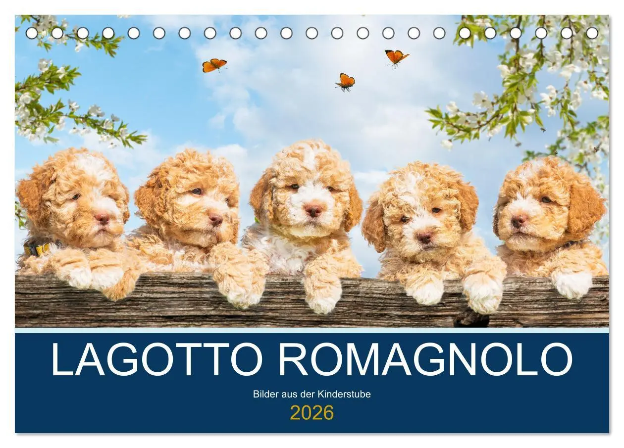 Cover: 9783457620984 | Lagotto Romagnolo - Bilder aus der Kinderstube (Tischkalender 2026...