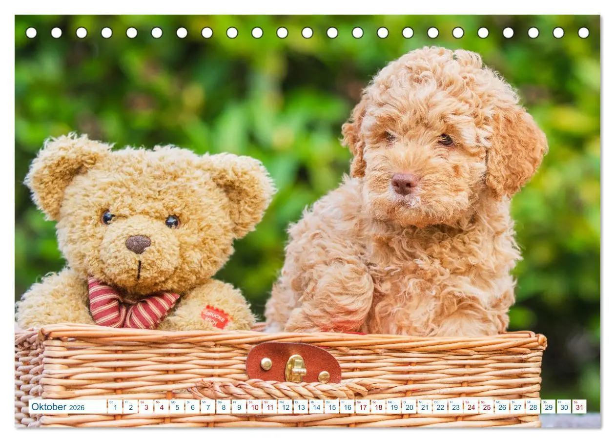 Bild: 9783457620984 | Lagotto Romagnolo - Bilder aus der Kinderstube (Tischkalender 2026...