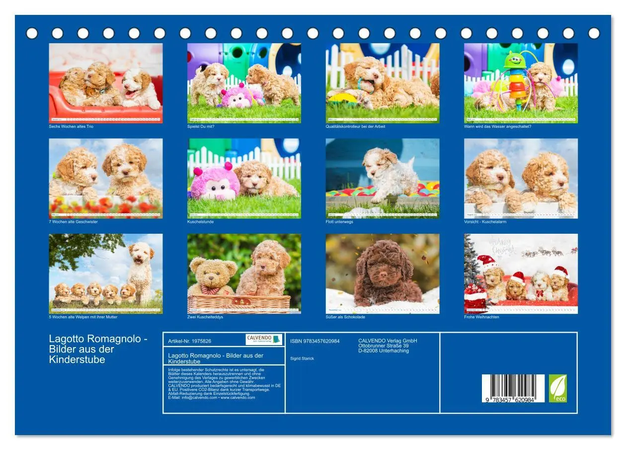 Bild: 9783457620984 | Lagotto Romagnolo - Bilder aus der Kinderstube (Tischkalender 2026...