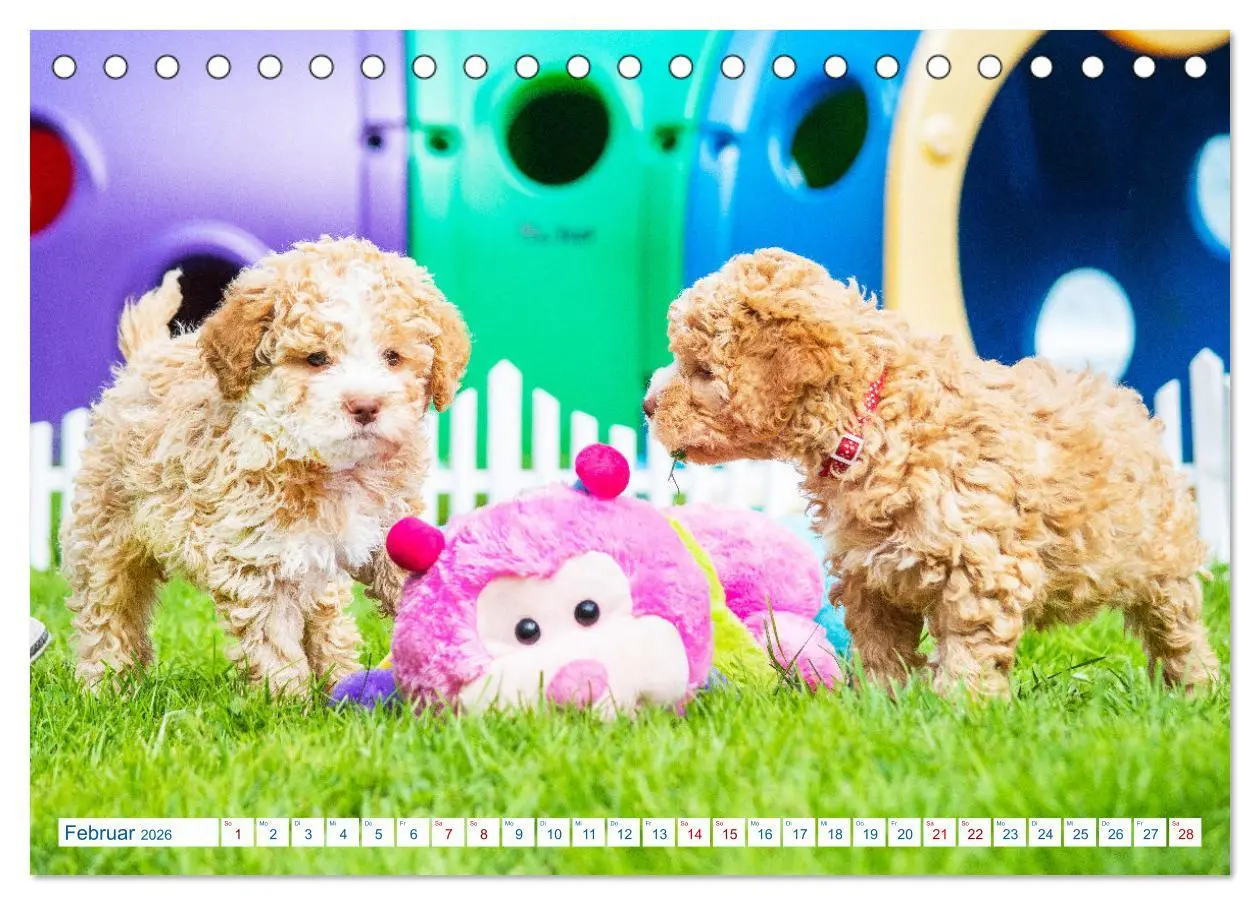 Bild: 9783457620984 | Lagotto Romagnolo - Bilder aus der Kinderstube (Tischkalender 2026...