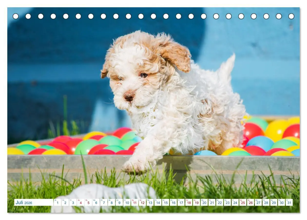 Bild: 9783457620984 | Lagotto Romagnolo - Bilder aus der Kinderstube (Tischkalender 2026...