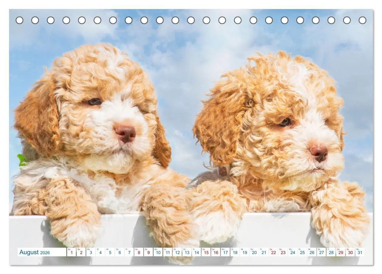 Bild: 9783457620984 | Lagotto Romagnolo - Bilder aus der Kinderstube (Tischkalender 2026...