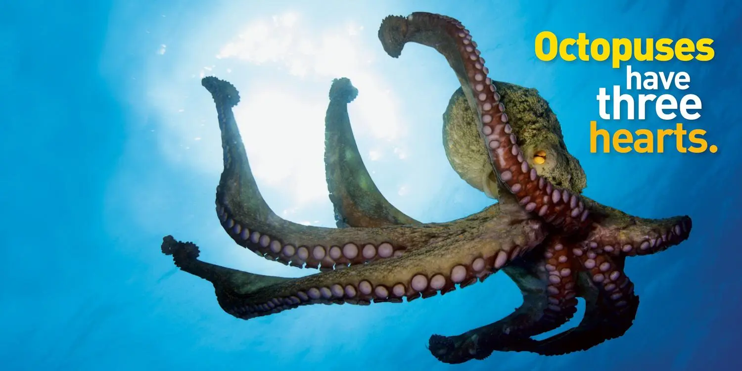 Bild: 9781426331084 | Weird But True 3: Expanded Edition | National Geographic Kids | Buch