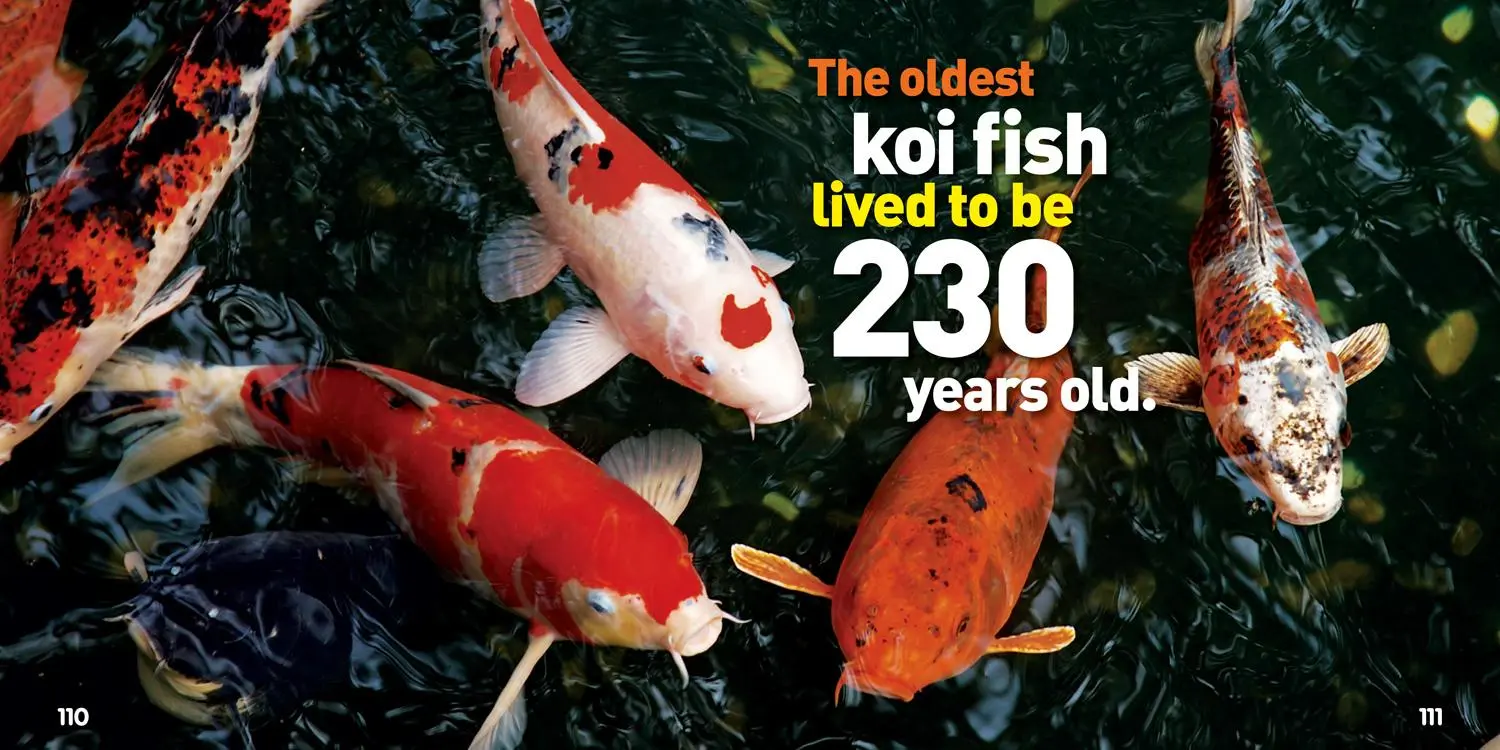 Bild: 9781426331084 | Weird But True 3: Expanded Edition | National Geographic Kids | Buch