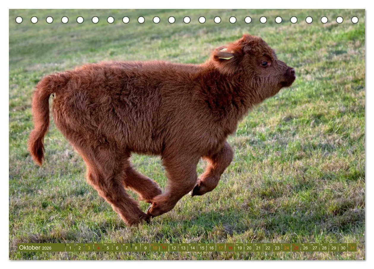 Bild: 9783457661284 | Geliebte Highlander (Tischkalender 2026 DIN A5 quer), CALVENDO...