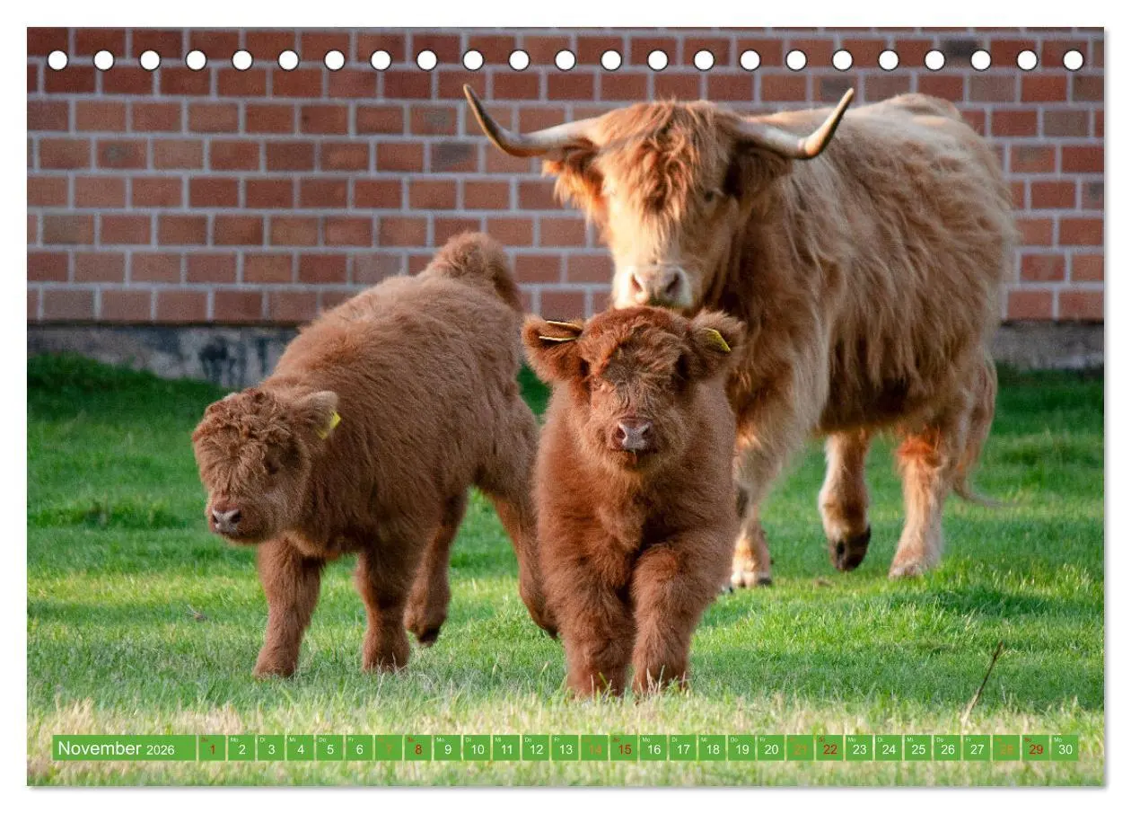 Bild: 9783457661284 | Geliebte Highlander (Tischkalender 2026 DIN A5 quer), CALVENDO...