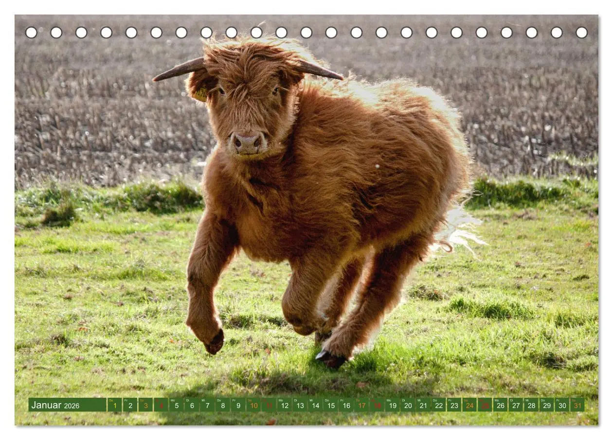 Bild: 9783457661284 | Geliebte Highlander (Tischkalender 2026 DIN A5 quer), CALVENDO...
