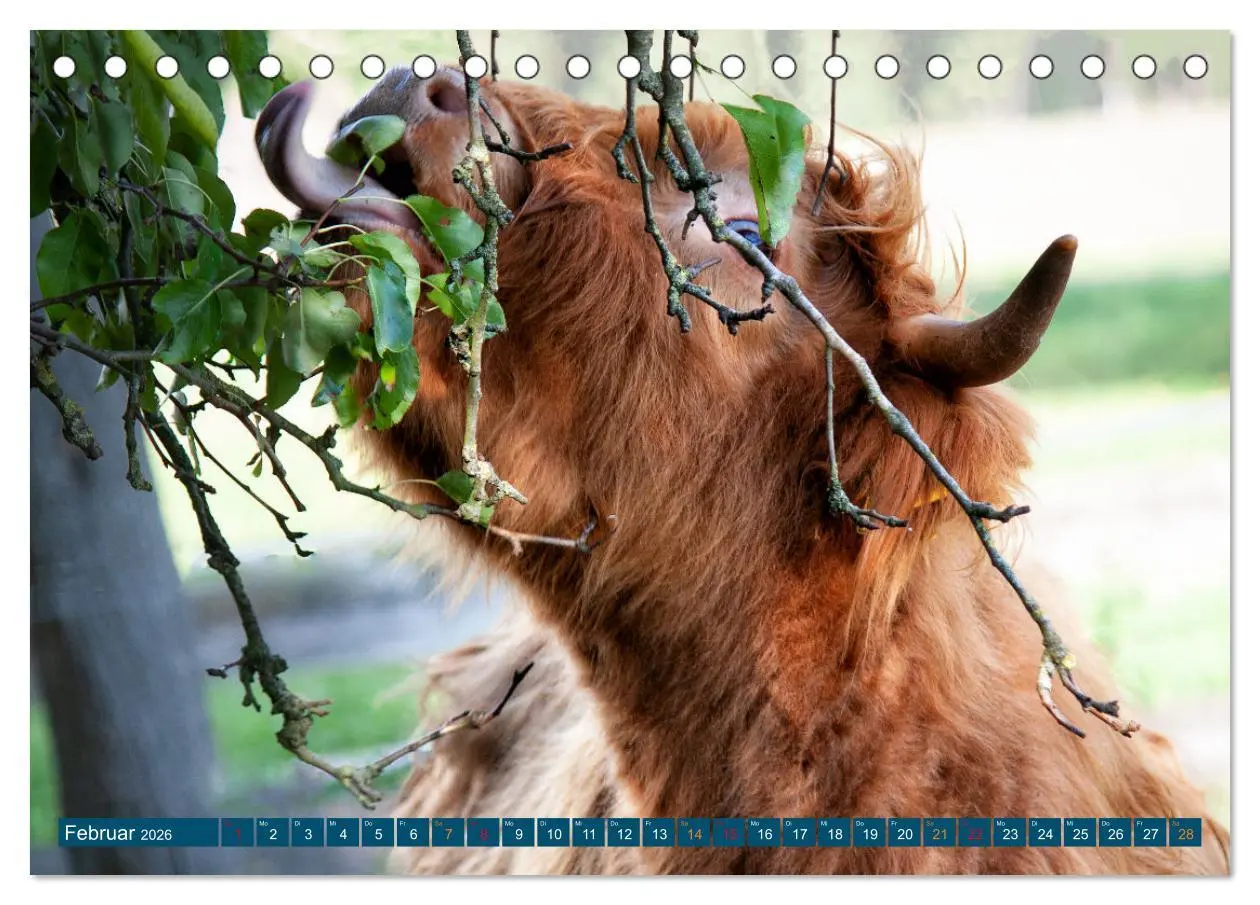 Bild: 9783457661284 | Geliebte Highlander (Tischkalender 2026 DIN A5 quer), CALVENDO...