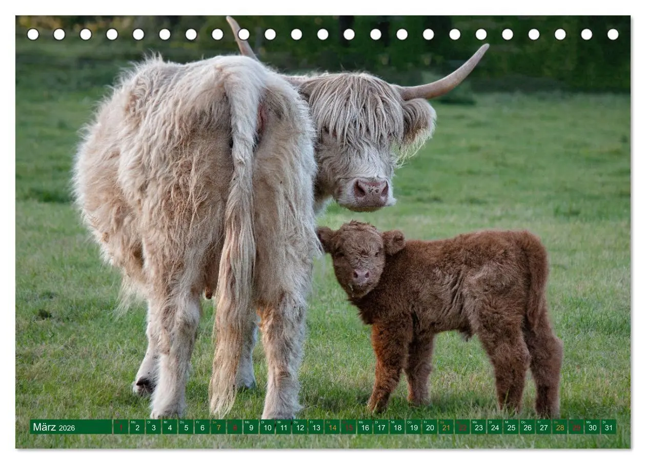 Bild: 9783457661284 | Geliebte Highlander (Tischkalender 2026 DIN A5 quer), CALVENDO...
