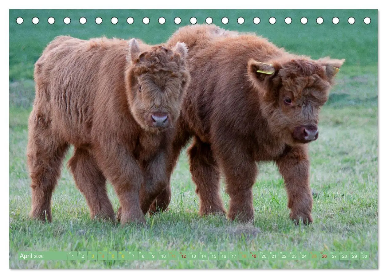 Bild: 9783457661284 | Geliebte Highlander (Tischkalender 2026 DIN A5 quer), CALVENDO...
