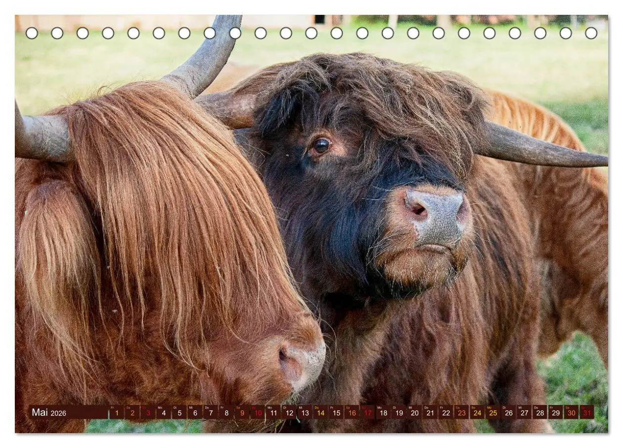 Bild: 9783457661284 | Geliebte Highlander (Tischkalender 2026 DIN A5 quer), CALVENDO...