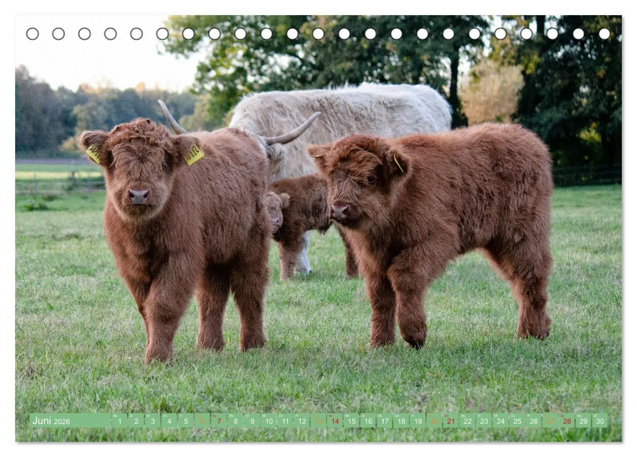 Bild: 9783457661284 | Geliebte Highlander (Tischkalender 2026 DIN A5 quer), CALVENDO...