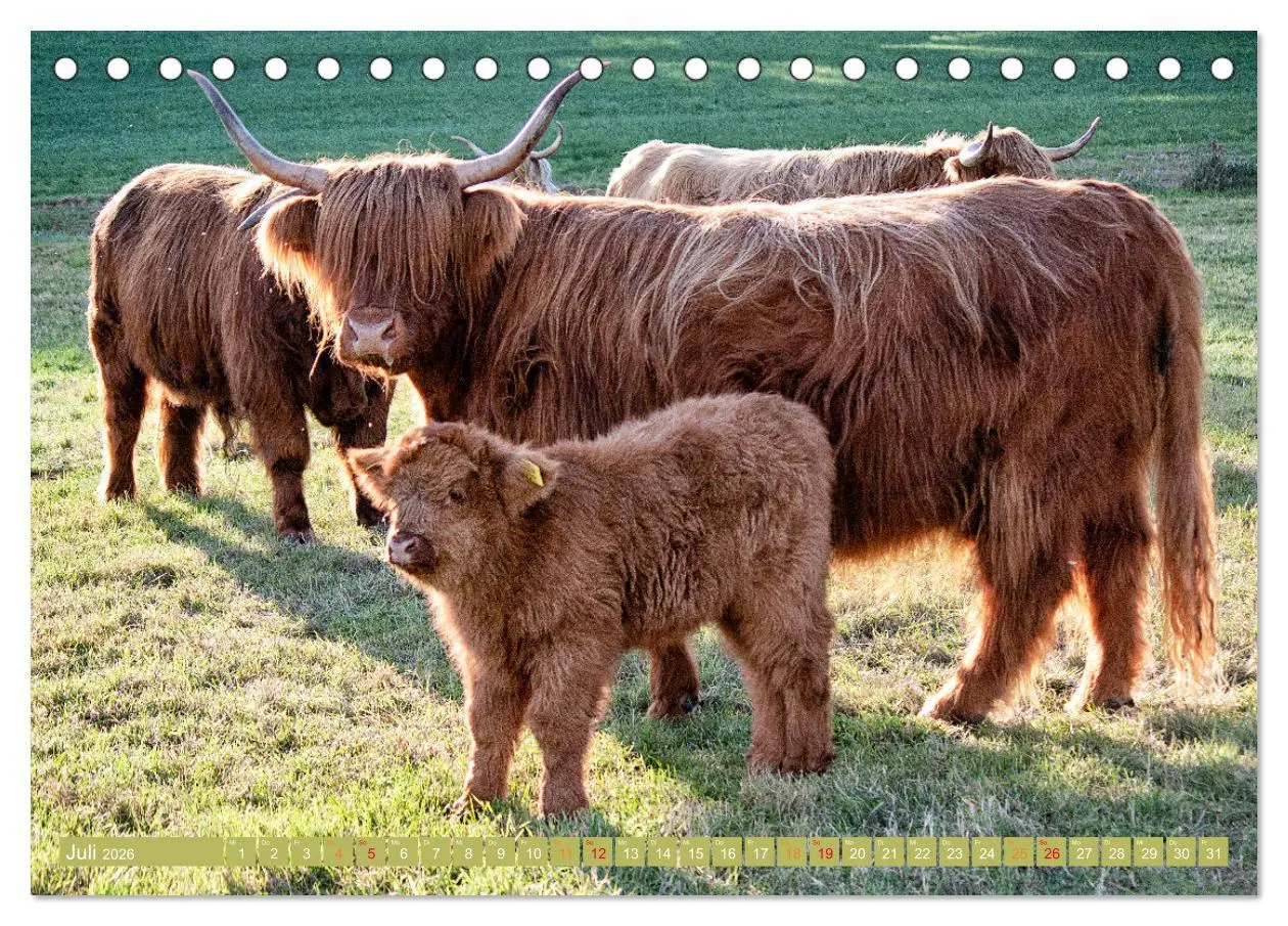 Bild: 9783457661284 | Geliebte Highlander (Tischkalender 2026 DIN A5 quer), CALVENDO...
