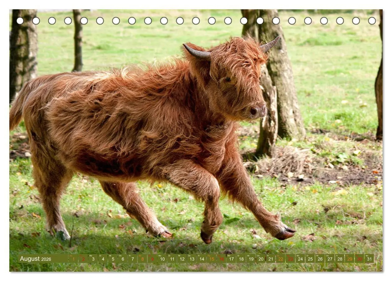 Bild: 9783457661284 | Geliebte Highlander (Tischkalender 2026 DIN A5 quer), CALVENDO...