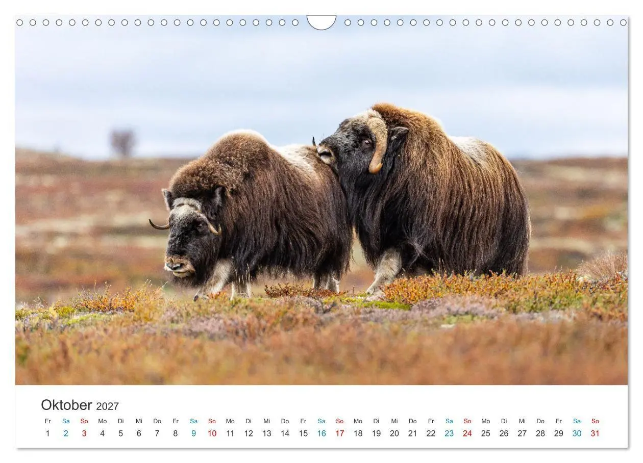 Bild: 9783569391284 | Die letzten Moschusochsen Europas (Wandkalender 2027 DIN A3 quer),...