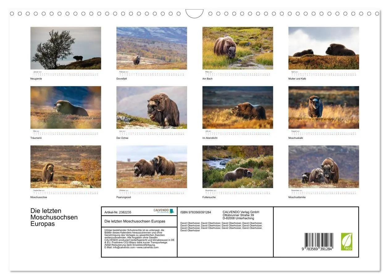 Bild: 9783569391284 | Die letzten Moschusochsen Europas (Wandkalender 2027 DIN A3 quer),...