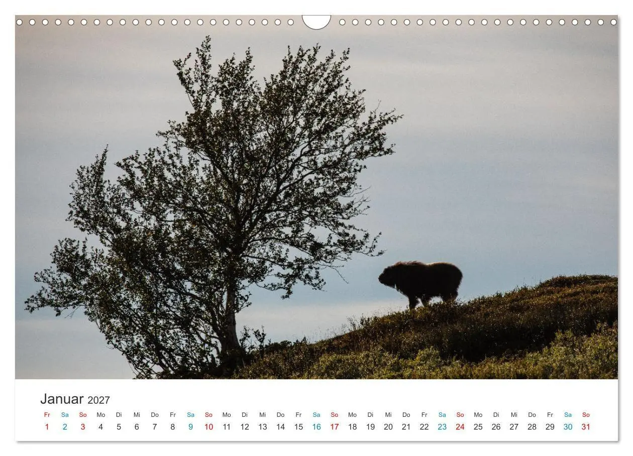 Bild: 9783569391284 | Die letzten Moschusochsen Europas (Wandkalender 2027 DIN A3 quer),...