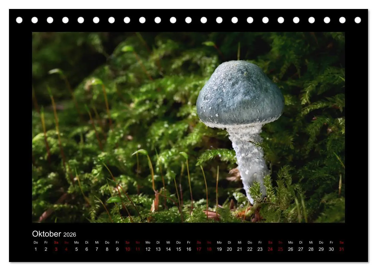 Bild: 9783457891384 | Pilzgalerie - Heimische Pilze aus der Region Rheinland-Pfalz...