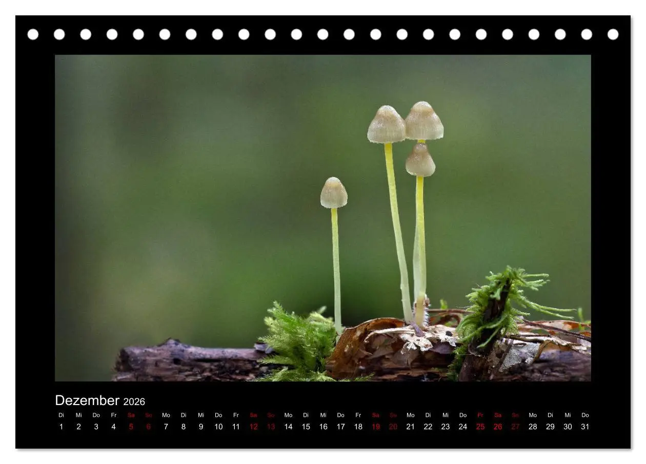 Bild: 9783457891384 | Pilzgalerie - Heimische Pilze aus der Region Rheinland-Pfalz...