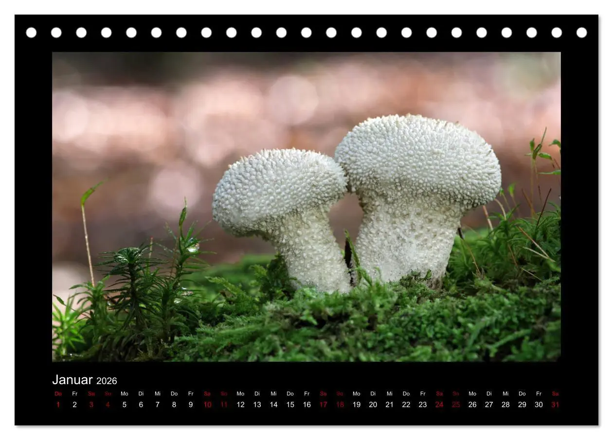 Bild: 9783457891384 | Pilzgalerie - Heimische Pilze aus der Region Rheinland-Pfalz...