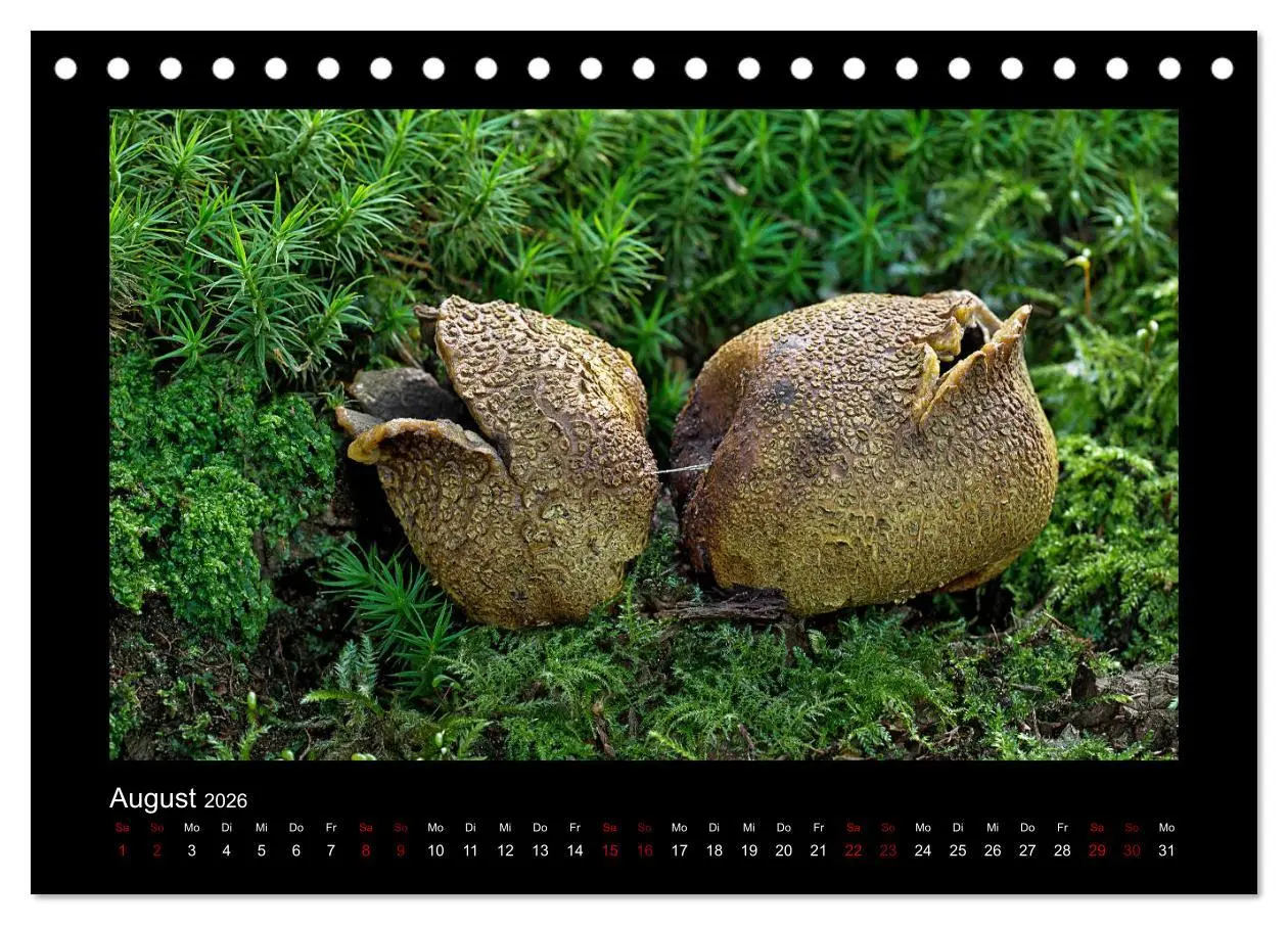Bild: 9783457891384 | Pilzgalerie - Heimische Pilze aus der Region Rheinland-Pfalz...