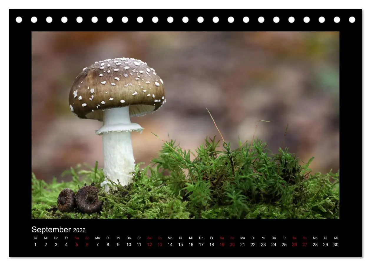 Bild: 9783457891384 | Pilzgalerie - Heimische Pilze aus der Region Rheinland-Pfalz...