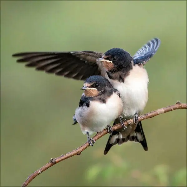 Bild: 9783819301384 | Vögel 2027 | Verlag Korsch | Kalender | 13 S. | Deutsch | 2027