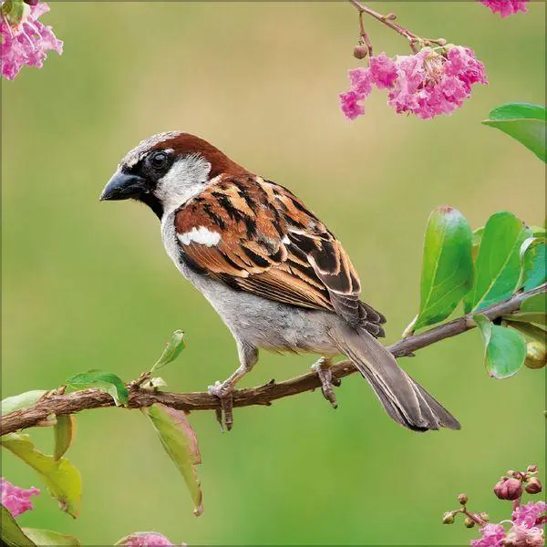 Bild: 9783819301384 | Vögel 2027 | Verlag Korsch | Kalender | 13 S. | Deutsch | 2027