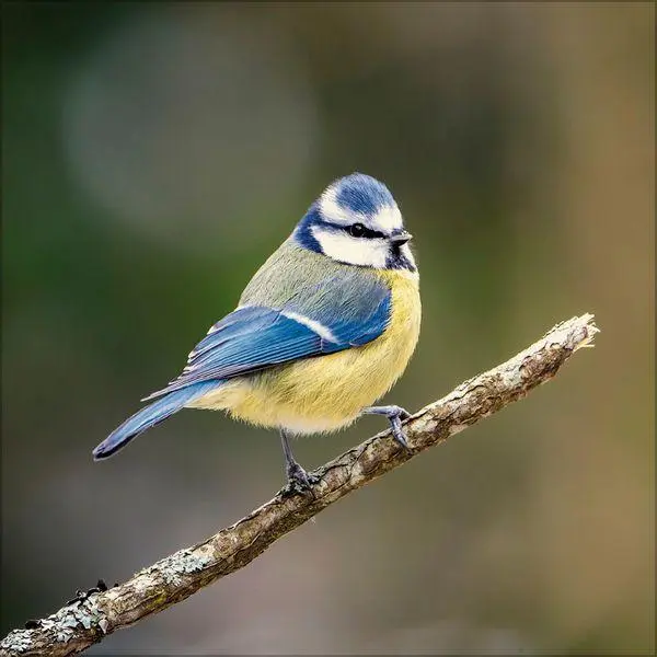 Bild: 9783819301384 | Vögel 2027 | Verlag Korsch | Kalender | 13 S. | Deutsch | 2027