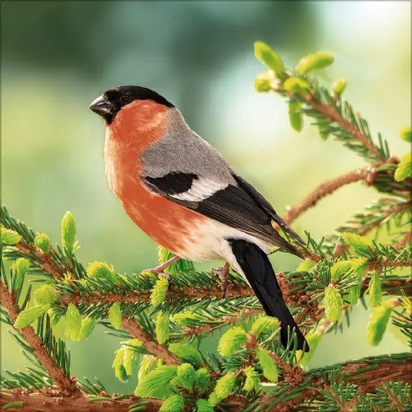 Bild: 9783819301384 | Vögel 2027 | Verlag Korsch | Kalender | 13 S. | Deutsch | 2027