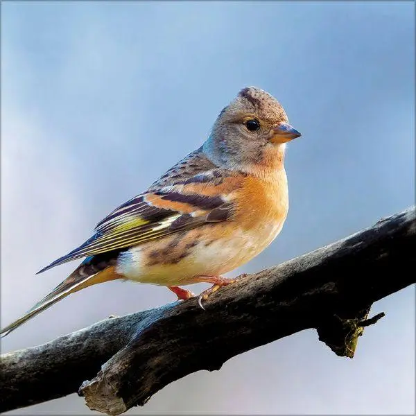 Bild: 9783819301384 | Vögel 2027 | Verlag Korsch | Kalender | 13 S. | Deutsch | 2027