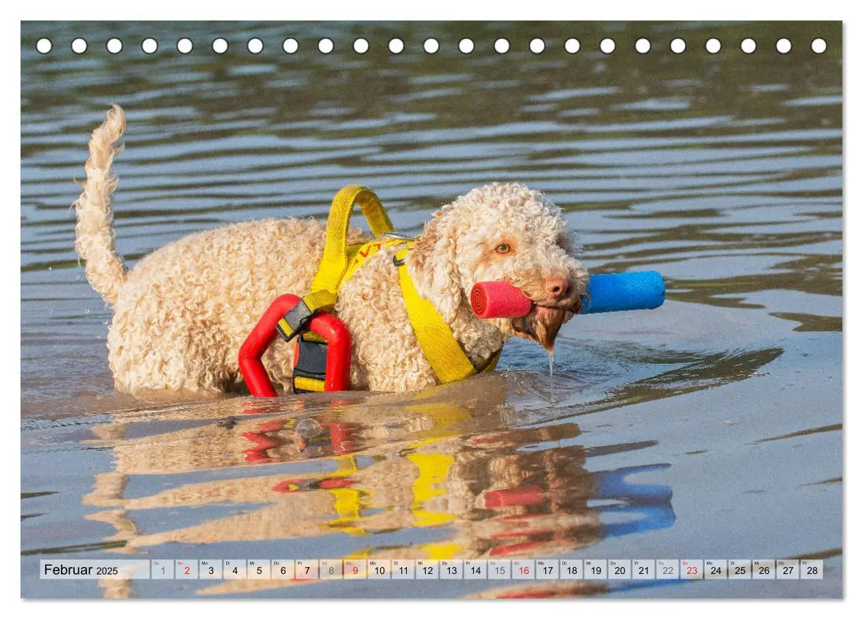 Bild: 9783435311484 | Lagotto Romagnolo - Ein Hund zum Verlieben (Tischkalender 2025 DIN...