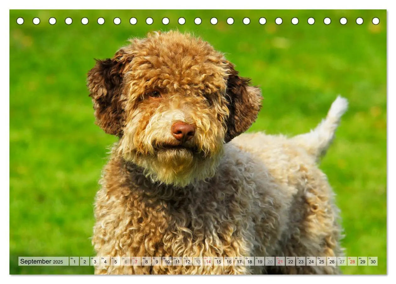 Bild: 9783435311484 | Lagotto Romagnolo - Ein Hund zum Verlieben (Tischkalender 2025 DIN...