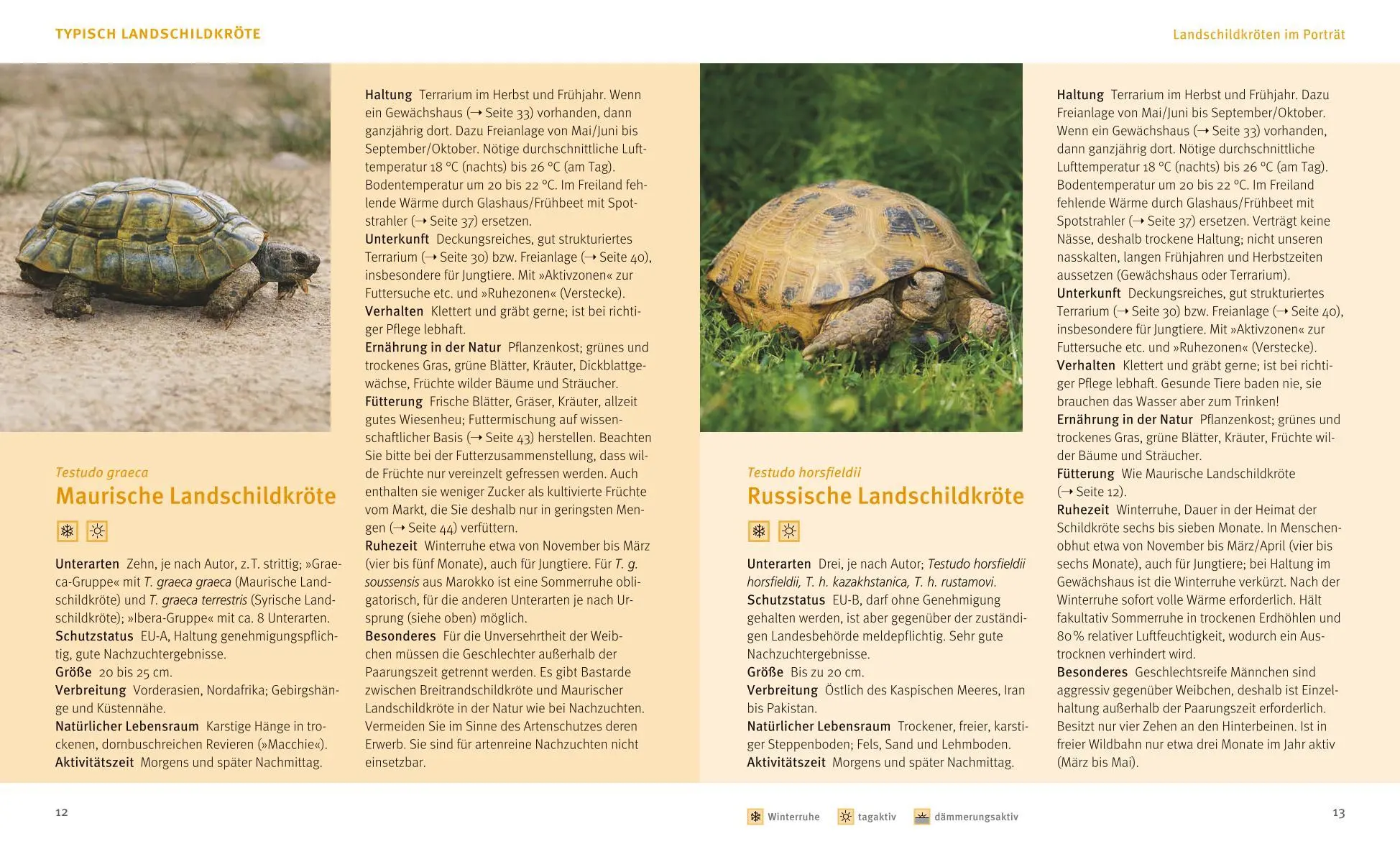 Bild: 9783833841484 | Landschildkröten | Fit und gesund durchs Leben | Hartmut Wilke | Buch
