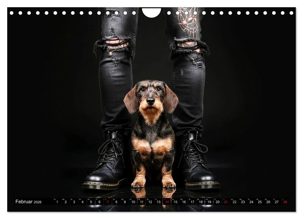 Bild: 9783516721584 | Coole Typen - Rauhaardackel (Wandkalender 2026 DIN A4 quer),...