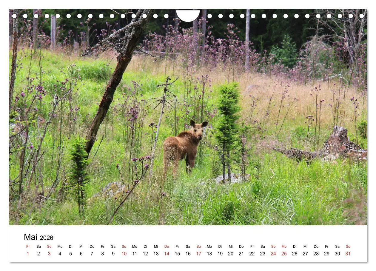 Bild: 9783457931684 | Schweden - Värmland (Wandkalender 2026 DIN A4 quer), CALVENDO...