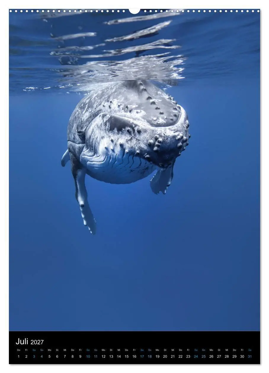 Bild: 9783569801684 | Im Reich der Wale (Wandkalender 2027 DIN A2 hoch), CALVENDO...