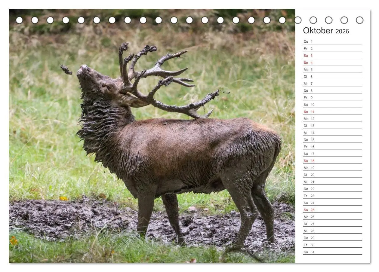 Bild: 9783516001884 | Emotionale Momente: Hirschbrunft. Part II. (Tischkalender 2026 DIN...