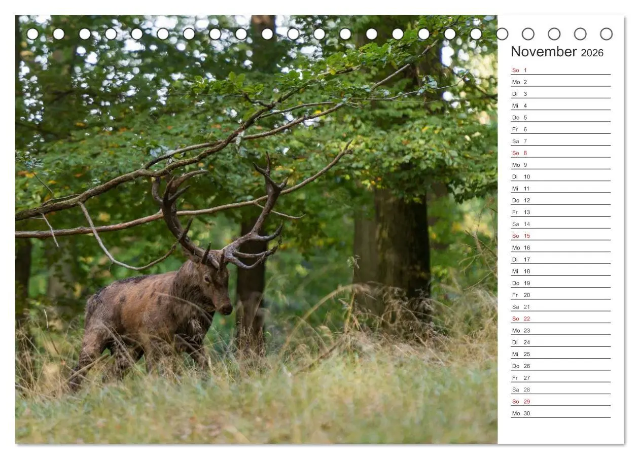 Bild: 9783516001884 | Emotionale Momente: Hirschbrunft. Part II. (Tischkalender 2026 DIN...