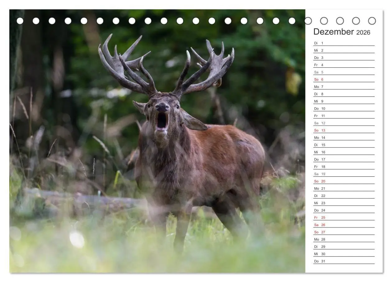 Bild: 9783516001884 | Emotionale Momente: Hirschbrunft. Part II. (Tischkalender 2026 DIN...