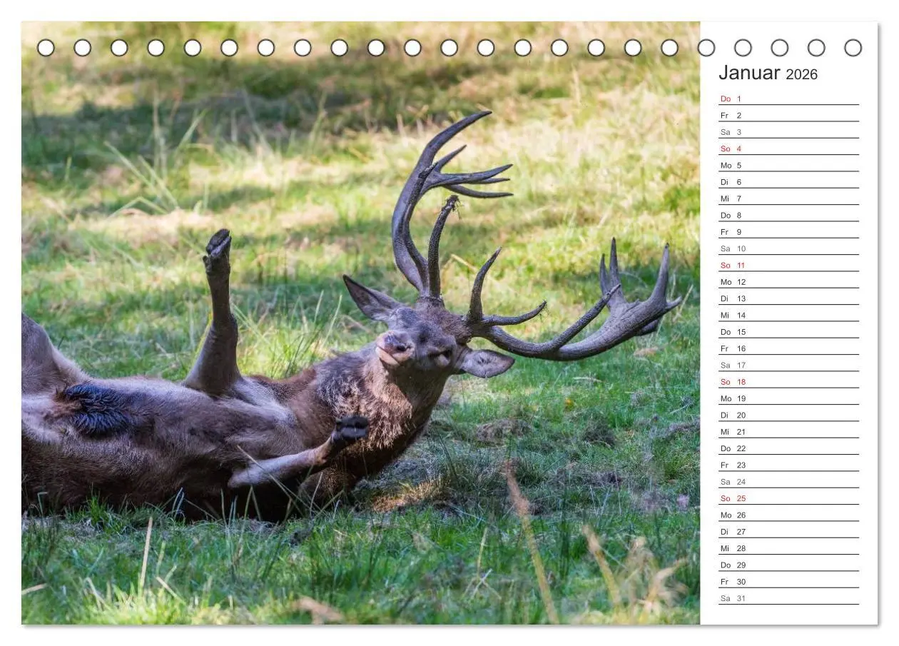 Bild: 9783516001884 | Emotionale Momente: Hirschbrunft. Part II. (Tischkalender 2026 DIN...