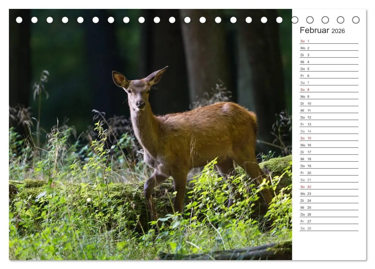 Bild: 9783516001884 | Emotionale Momente: Hirschbrunft. Part II. (Tischkalender 2026 DIN...