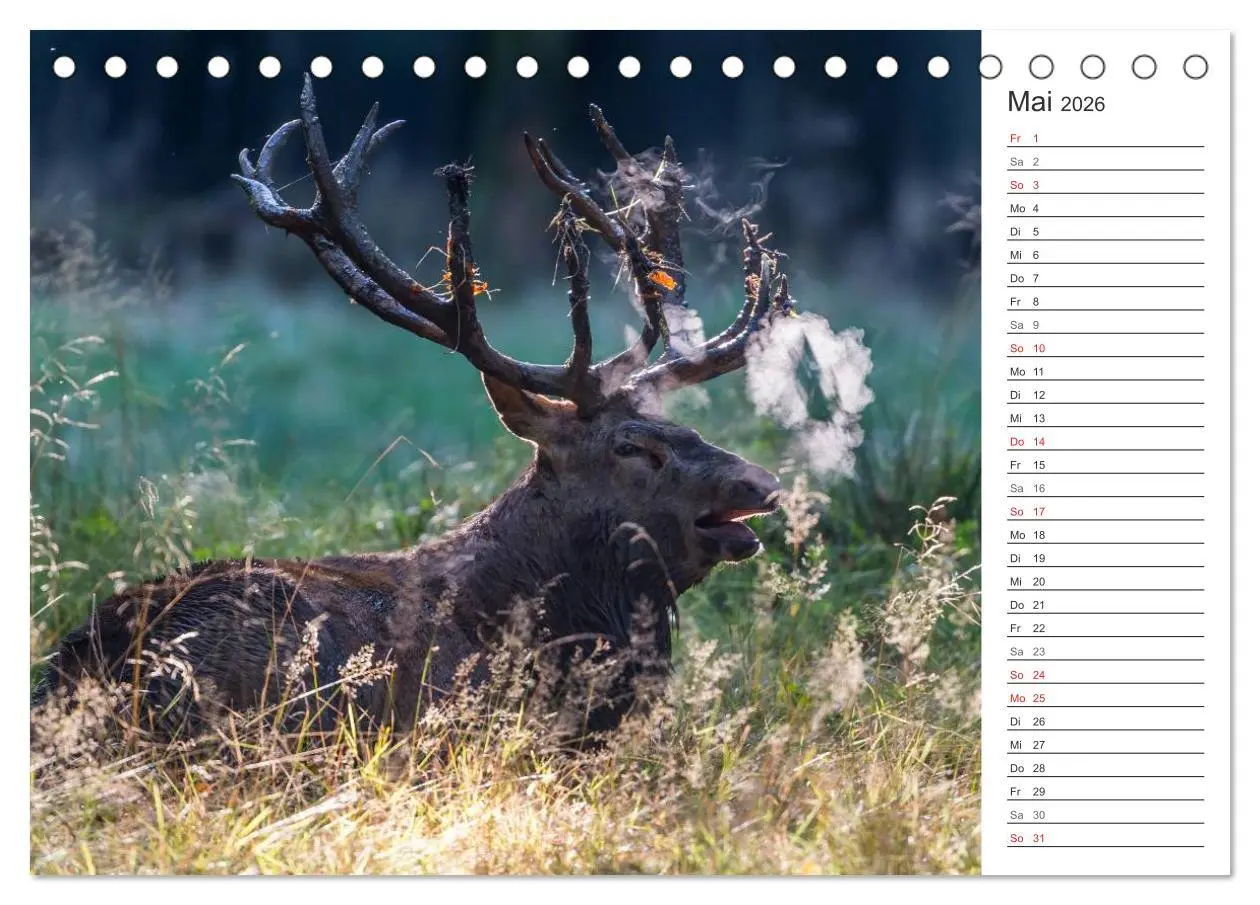 Bild: 9783516001884 | Emotionale Momente: Hirschbrunft. Part II. (Tischkalender 2026 DIN...