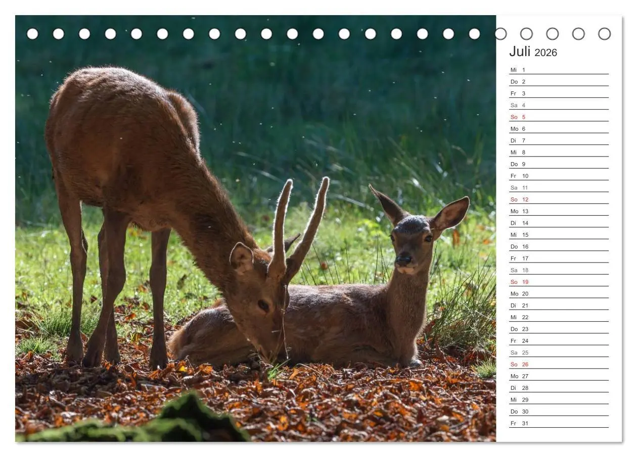 Bild: 9783516001884 | Emotionale Momente: Hirschbrunft. Part II. (Tischkalender 2026 DIN...