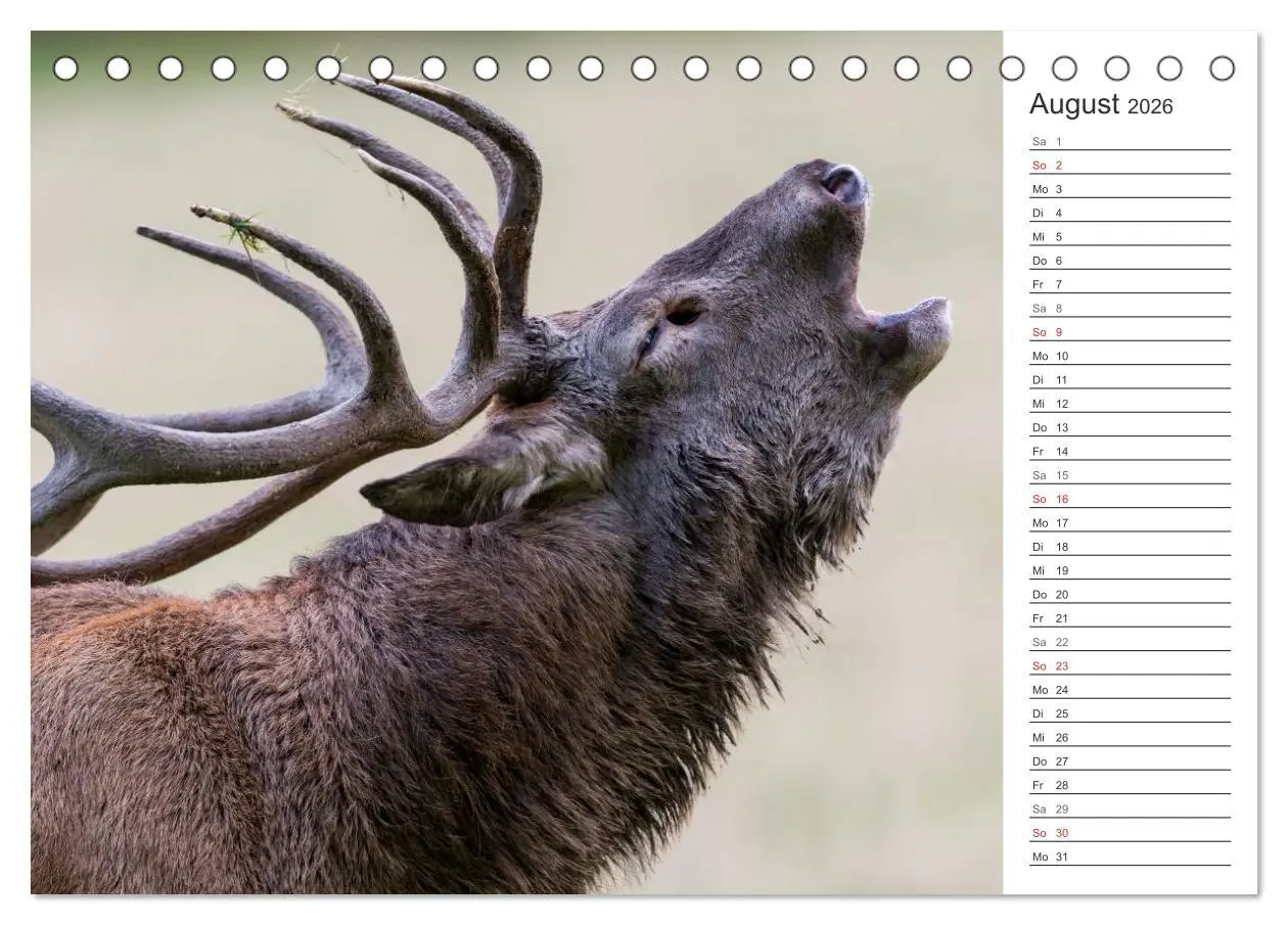 Bild: 9783516001884 | Emotionale Momente: Hirschbrunft. Part II. (Tischkalender 2026 DIN...