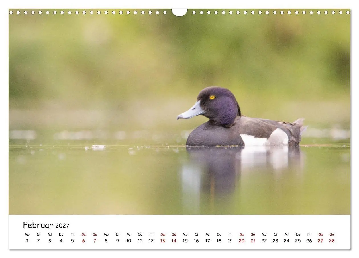 Bild: 9783569331884 | Deutschlands Vogelwelt (Wandkalender 2027 DIN A3 quer), CALVENDO...
